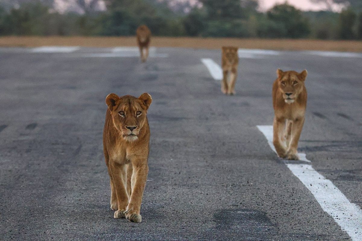 Lion pride walking through the centre of an airstrip during safari.