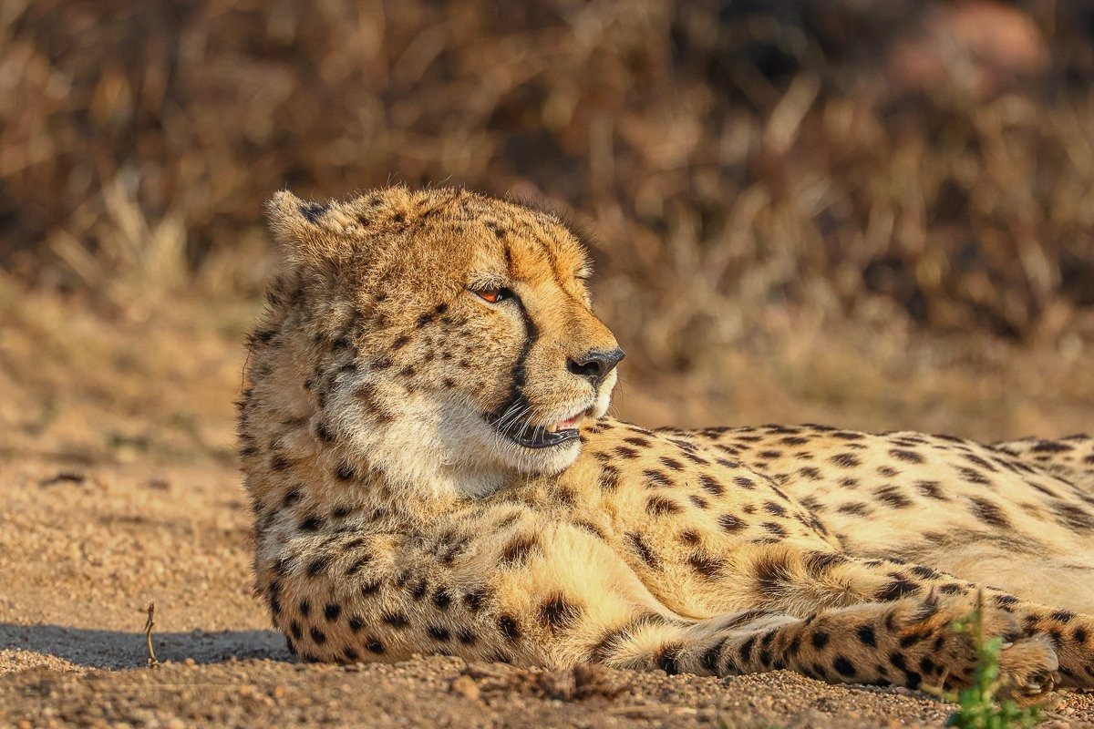 Young cheetah moving through a recently burnt section of the reserve.