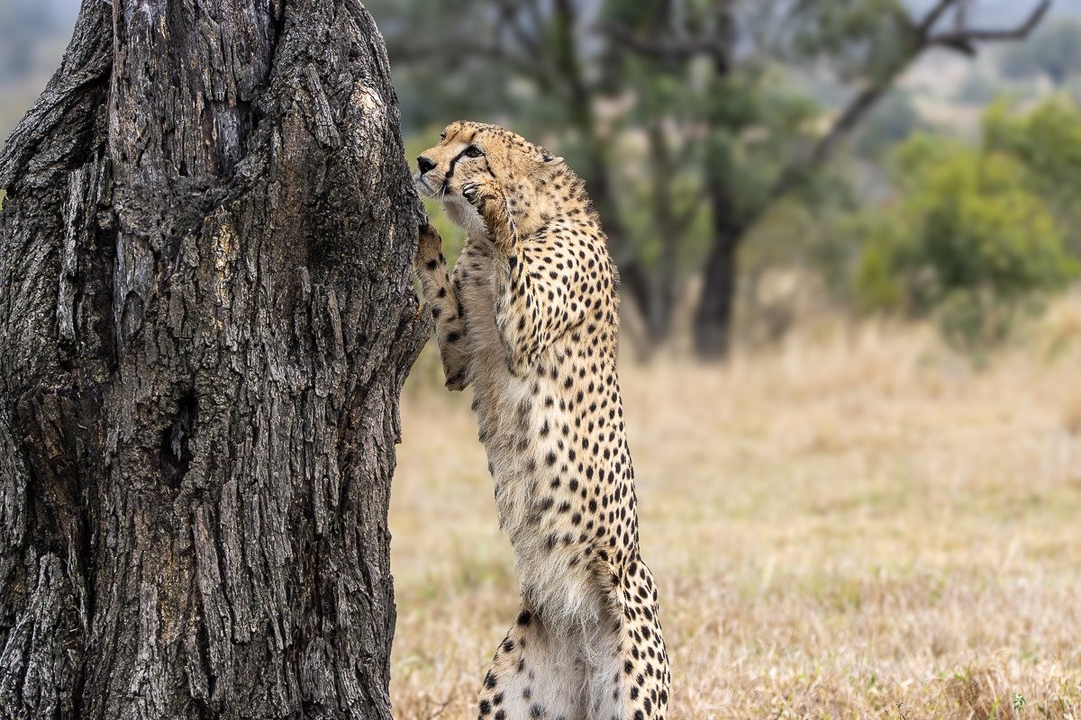 Sabi Sabi Ronald Mutero Young Cheetahs Walking Through Savannah