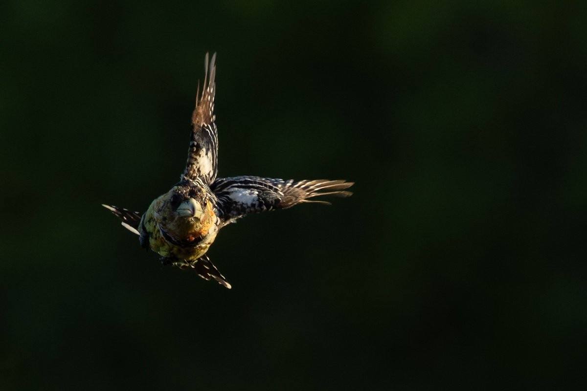 Sabi Sabi Benjamin Loon Crested Barbet In Flight Golden Light