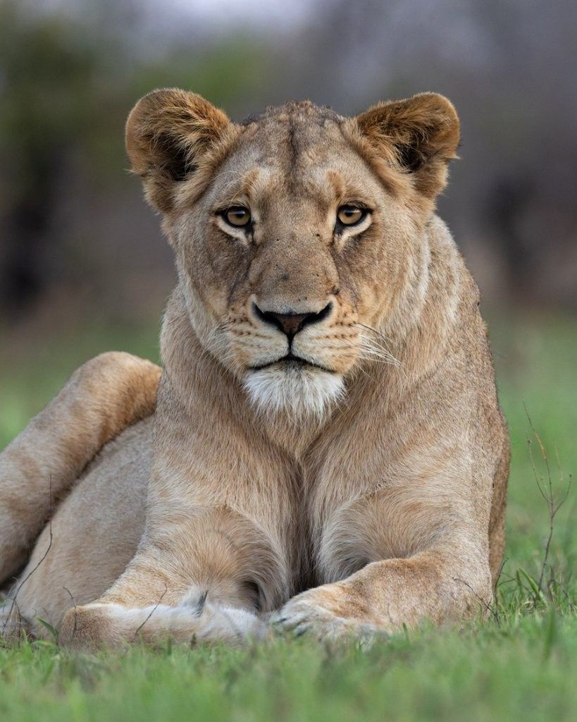 Southern Pride lioness resting before a potential night time hunt.