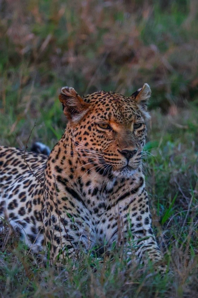 Ntsumi leopardess resting beside the road at Sabi Sabi Game Reserve.