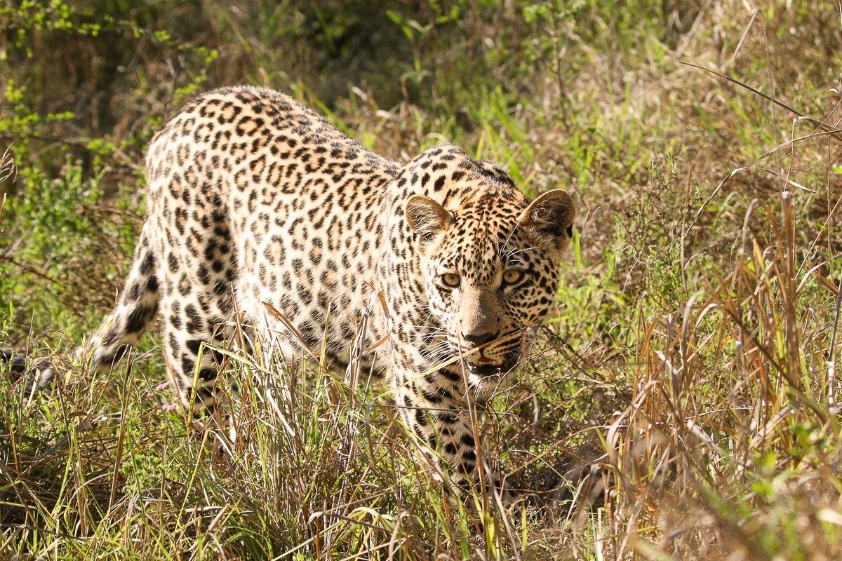 Tengile leopard walking in the long grass