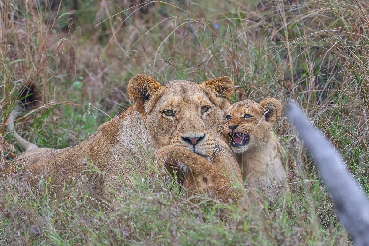 Southern Pride lionesses resting with two cubs among rocky terrain