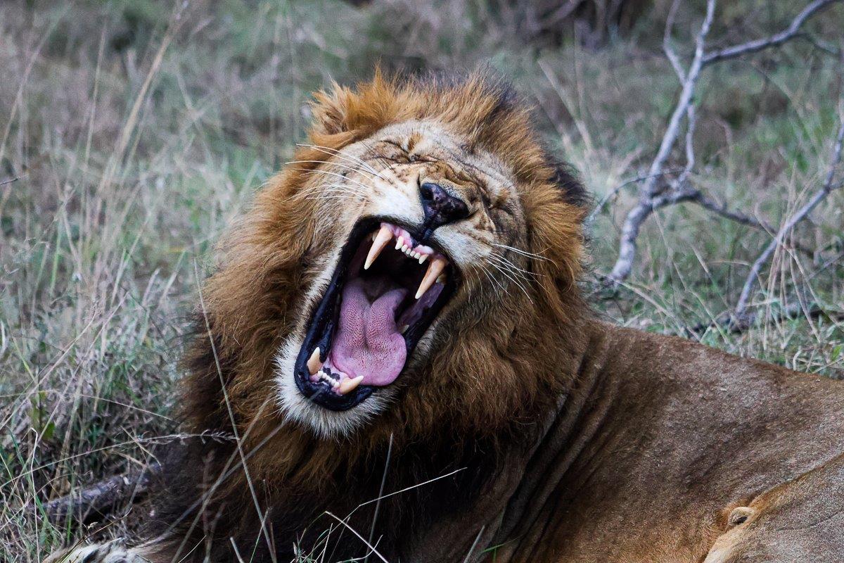 Lions are the most dominant and best-known predator of the bush, the “King of the Jungle” by all means. Lions are the most dominant and best-known predator of the bush, the “King of the Jungle” by all means.