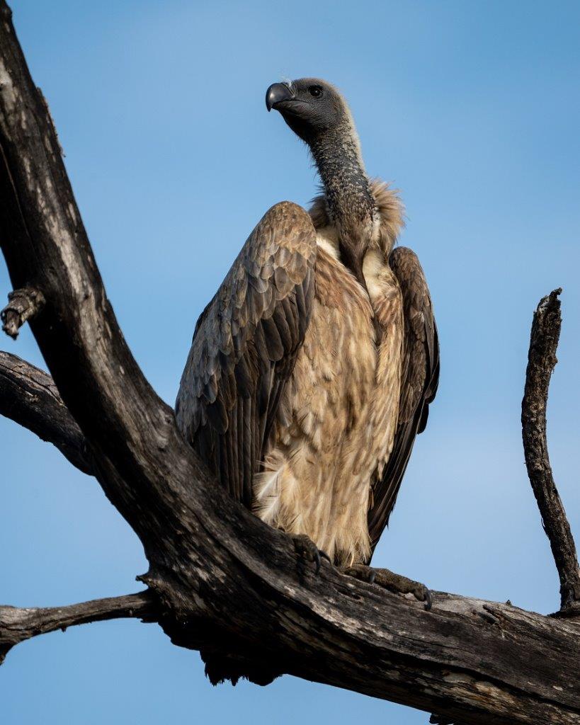 This White-backed Vulture was accompanied by many other vultures as they covered the bare trees surrounding the carcass of a giraffe.