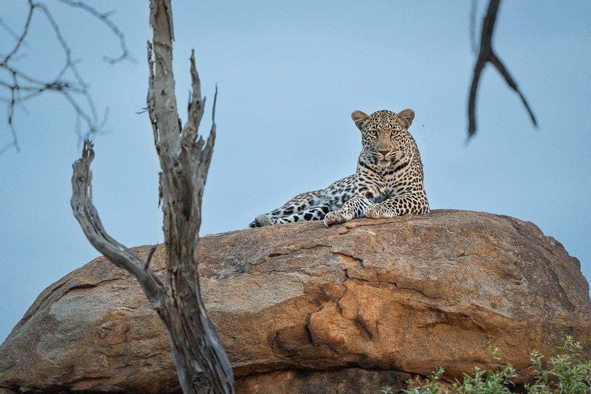 The normally elusive Jasiri female leopard sat atop a beautiful boulder in the Southern part of Sabi Sabi.
