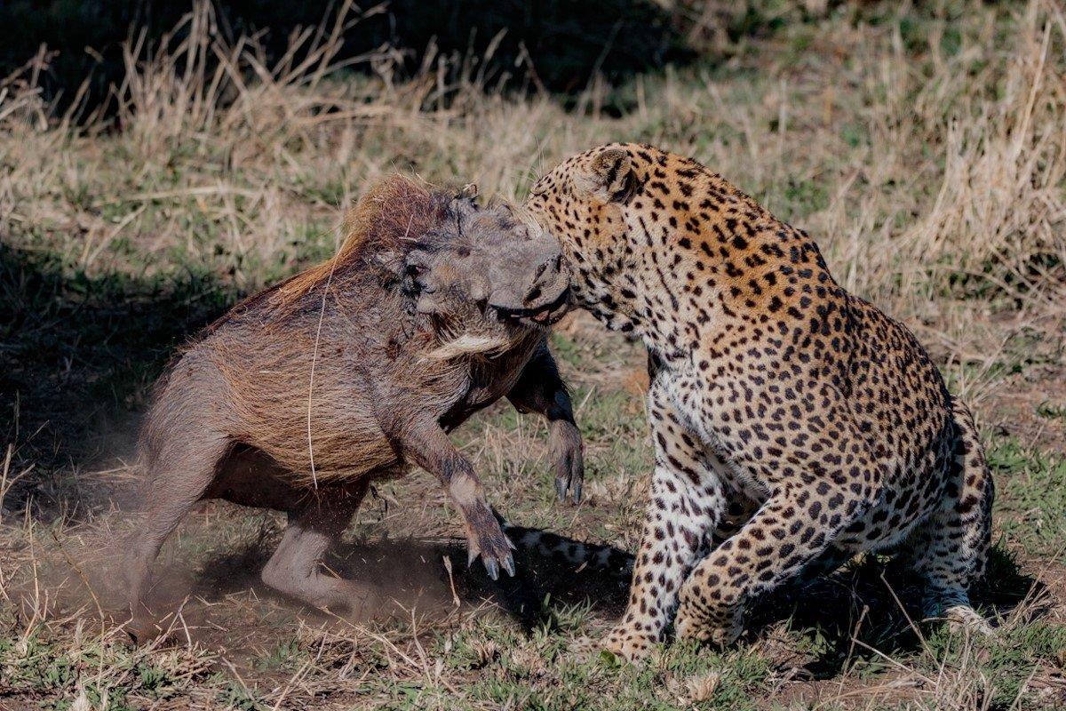 Mawelawela Kill Warthog Devon Jansen