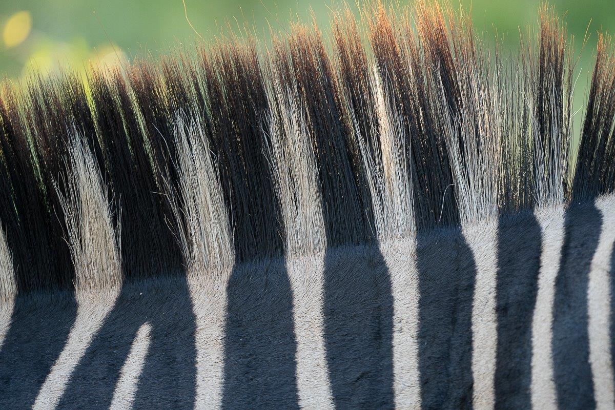 The black fur is created by a melanocyte cell, the lack of this is what causes the white fur on a zebras coat. The black fur is created by a melanocyte cell, the lack of this is what causes the white fur on a zebras coat.