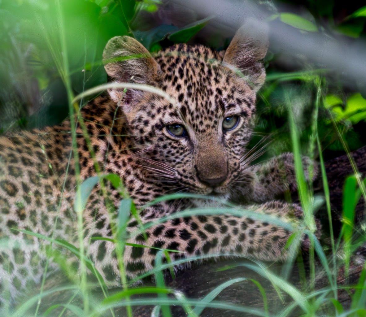 Kigelia's cub hidden and protected in a cool shaded area just outside of Little Bush Camp. Kigelia's cub hidden and protected in a cool shaded area just outside of Little Bush Camp.