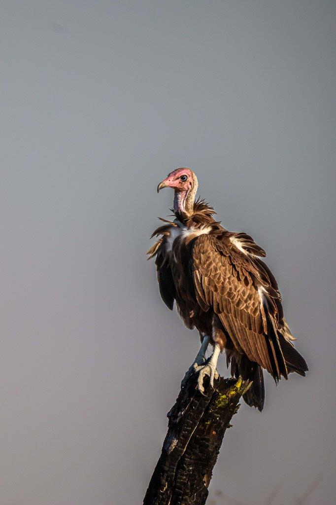 The Hooded vulture is at the bottom of the hierarchy was they are the smallest of the vultures