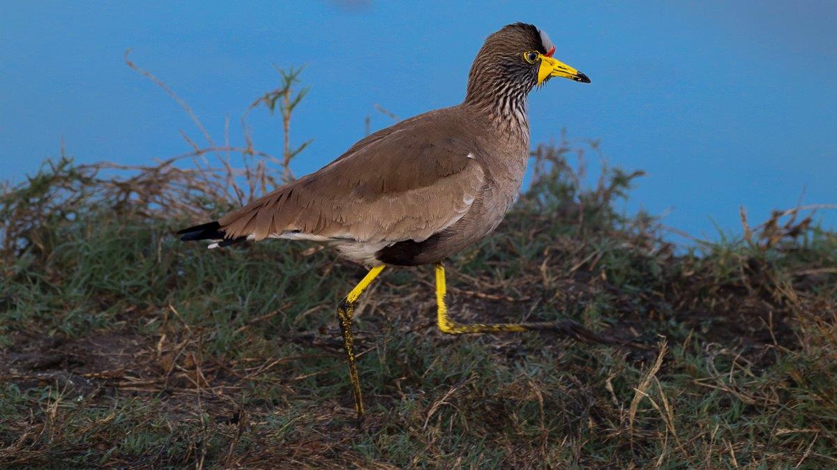 African Wattled Lapwing standing near the edge of a drying waterhole, showcasing its vibrant plumage. African Wattled Lapwing standing near the edge of a drying waterhole, showcasing its vibrant plumage.