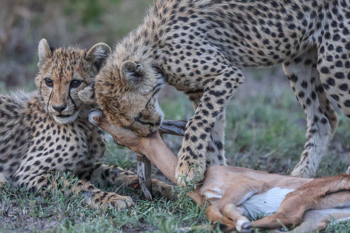 A cheetah feeds on a freshly caught impala. A cheetah feeds on a freshly caught impala.