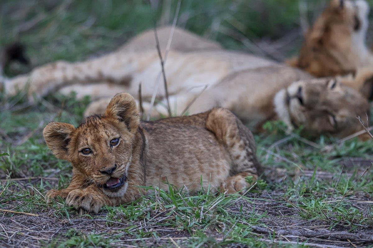 Sabi Sabi Ruan Mey Msuthlu Lion Cub In Grass Sabi Sabi Ruan Mey Msuthlu Lion Cub In Grass