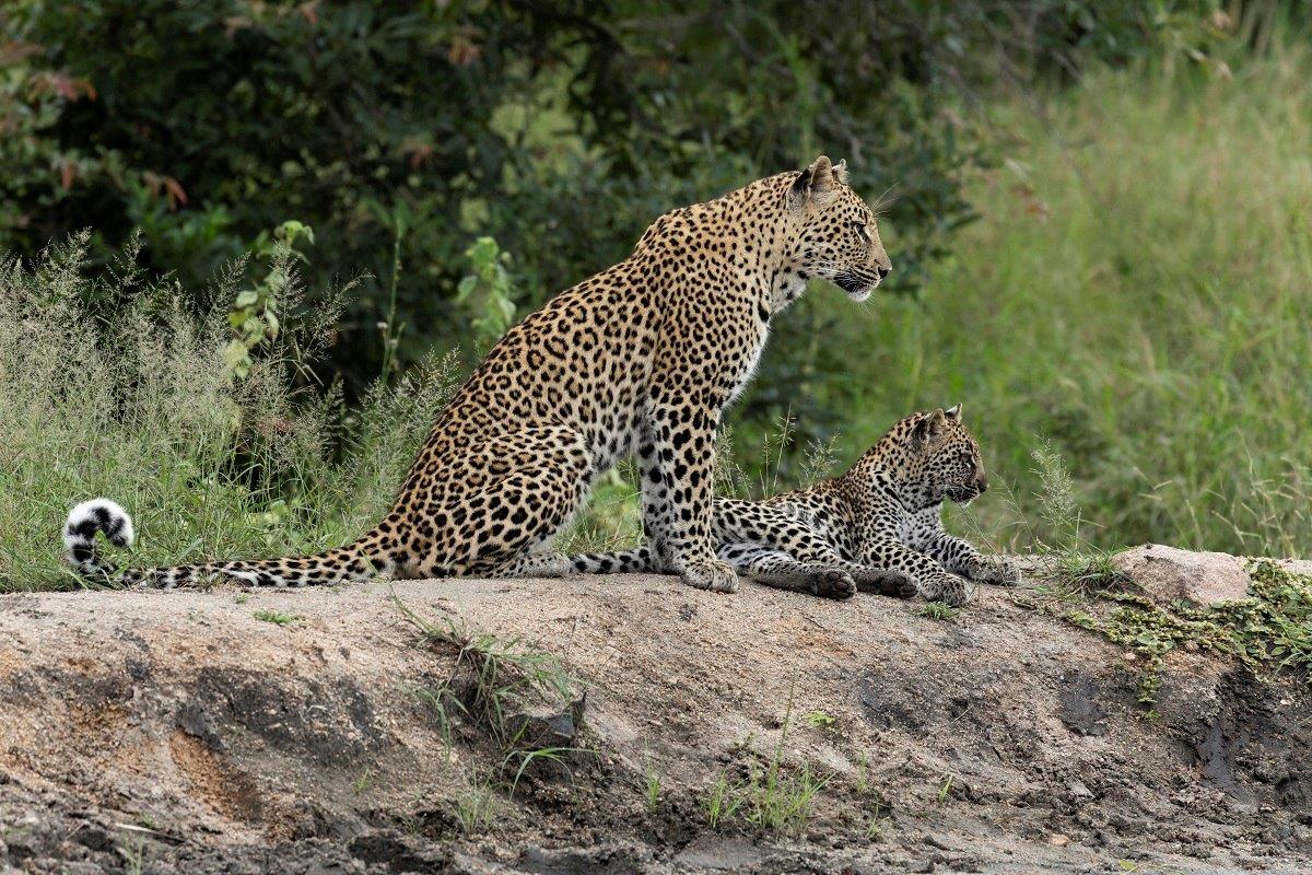 Golonyi and her cub. Golonyi and her cub.