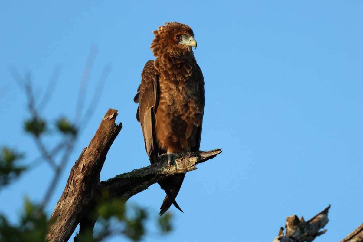 Sabi Sabi Jan Nel Bateleur Sabi Sabi Jan Nel Bateleur