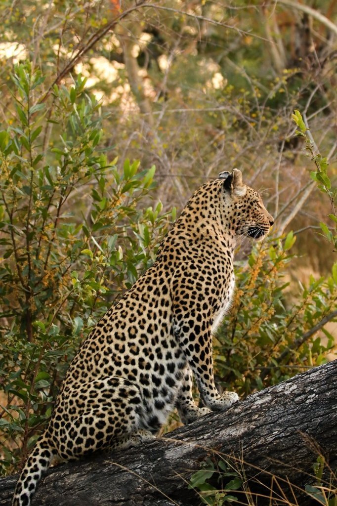 Leopard, Nstumi. Leopard, Nstumi.