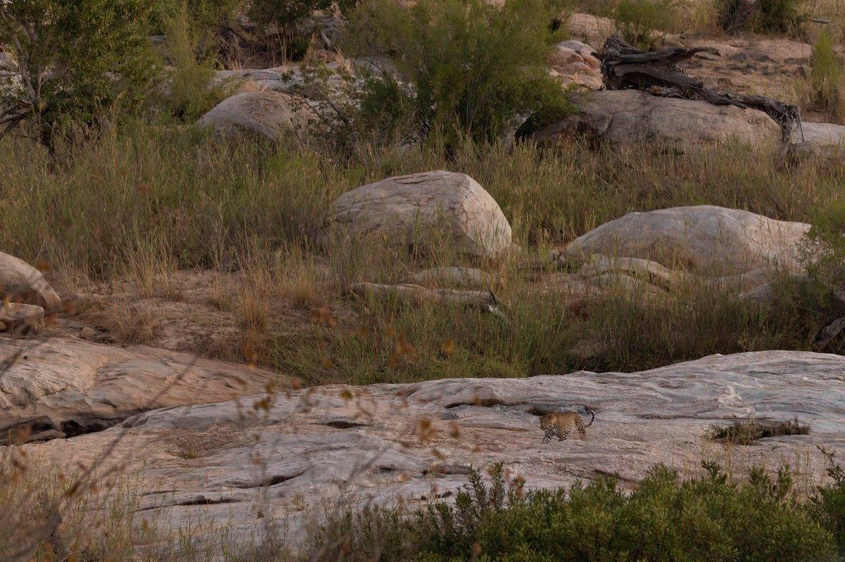 Khulwana leopard making an appearance during sundowners