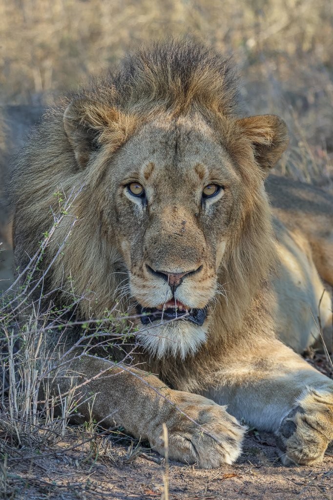 Sabi Sabi Ruan Mey Lion Portrait