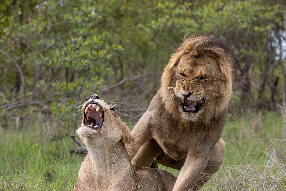 Sabi Sabi Ronald Mutero Lions Mate