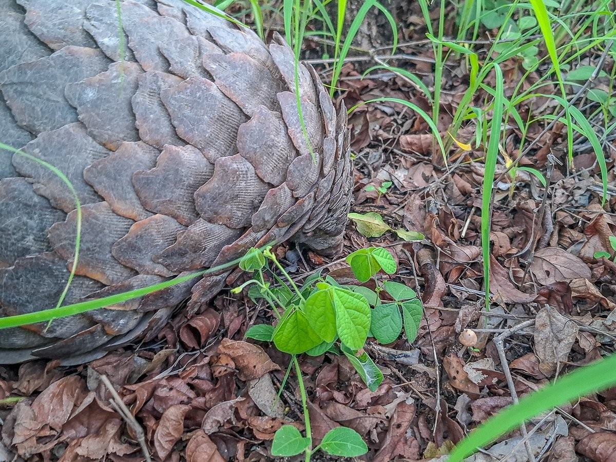 The elusive pangolin is seen on safari from Sabi Sabi.