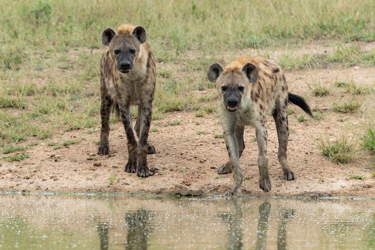 Hyenas gathered cautiously at a waterhole while watching nearby warthogs