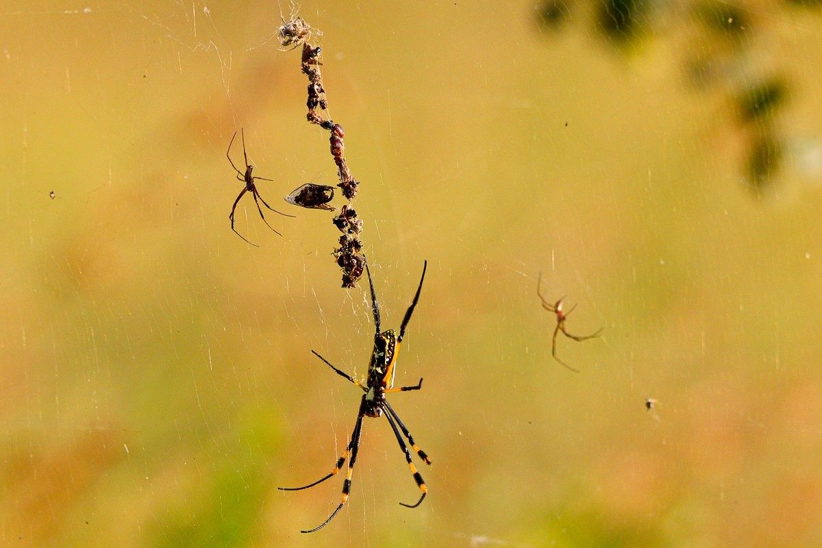 Sabi Sabi Jana Du Plessis Golden Orb Web Spider Female Web