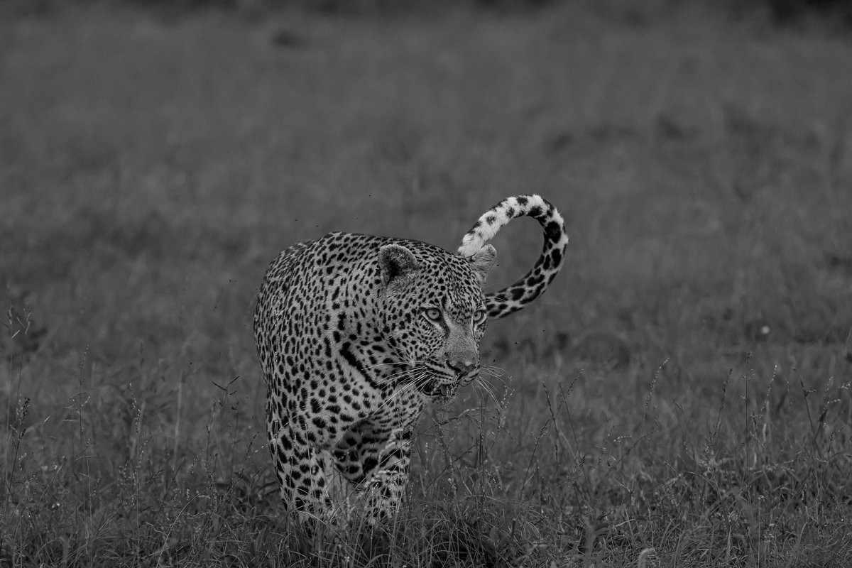 Sabi Sabi Ruan Mey Khulwana Leopard Patrolling Bush
