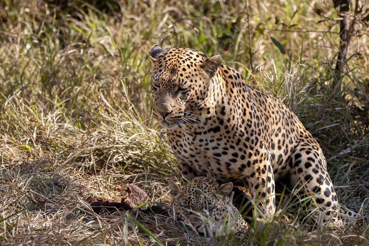 Sabi Sabi Ronald Mutero Nsuku Male Leopard With Mgiba Female
