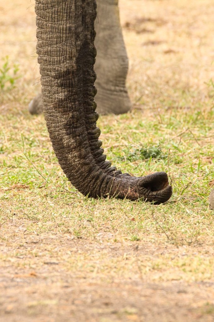 Close up of elephant trunk