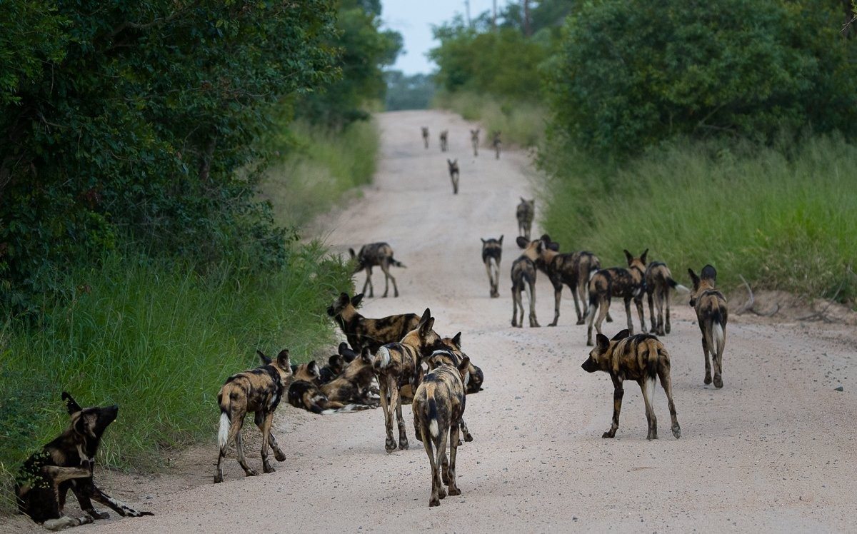 Large pack of wild dogs in the road