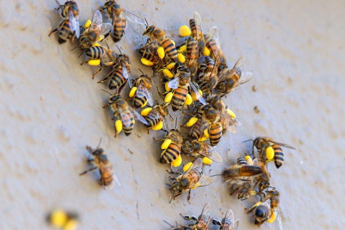 Bee collecting pollen from flowering Knobthorn trees