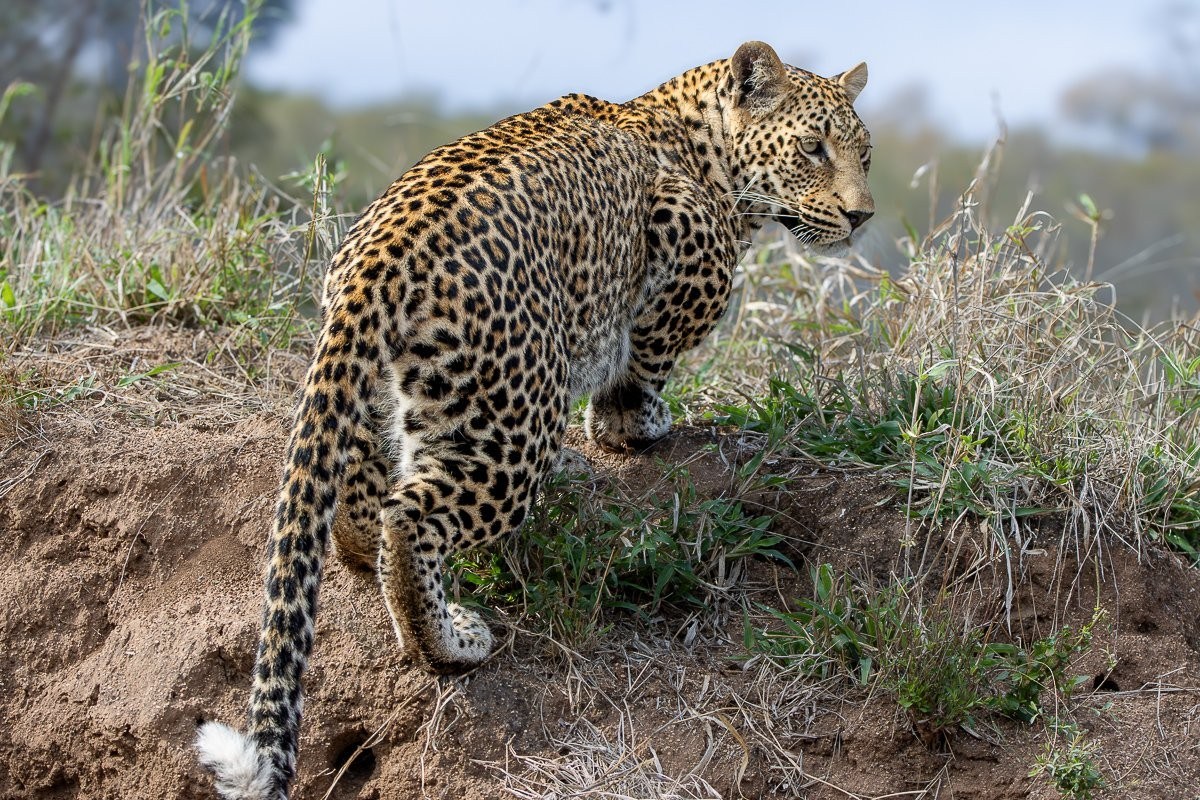 Sabi Sabi Ronald Mutero Kurhula Leopardess Drinking From Rain Puddle