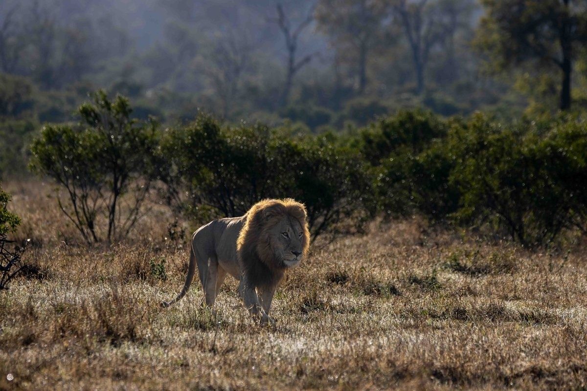 N’waswishaka male lion walking in the African bush.