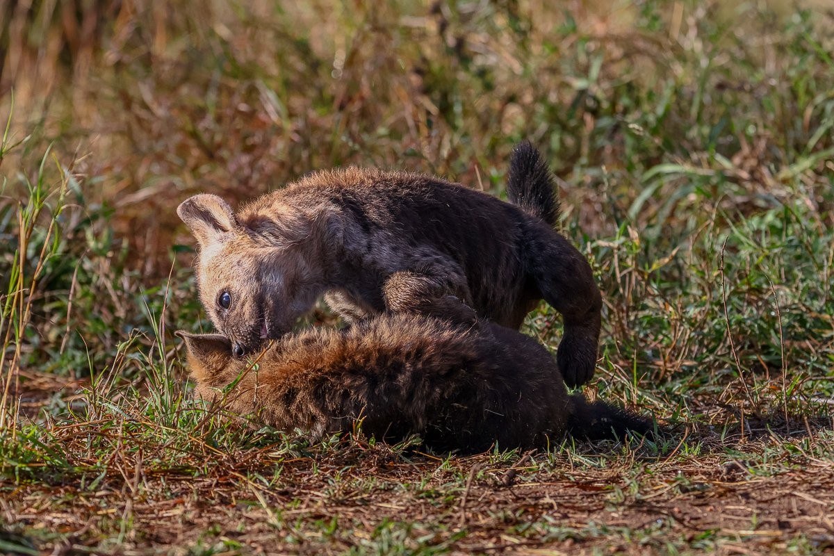 Spotted hyena cubs playing near their den.