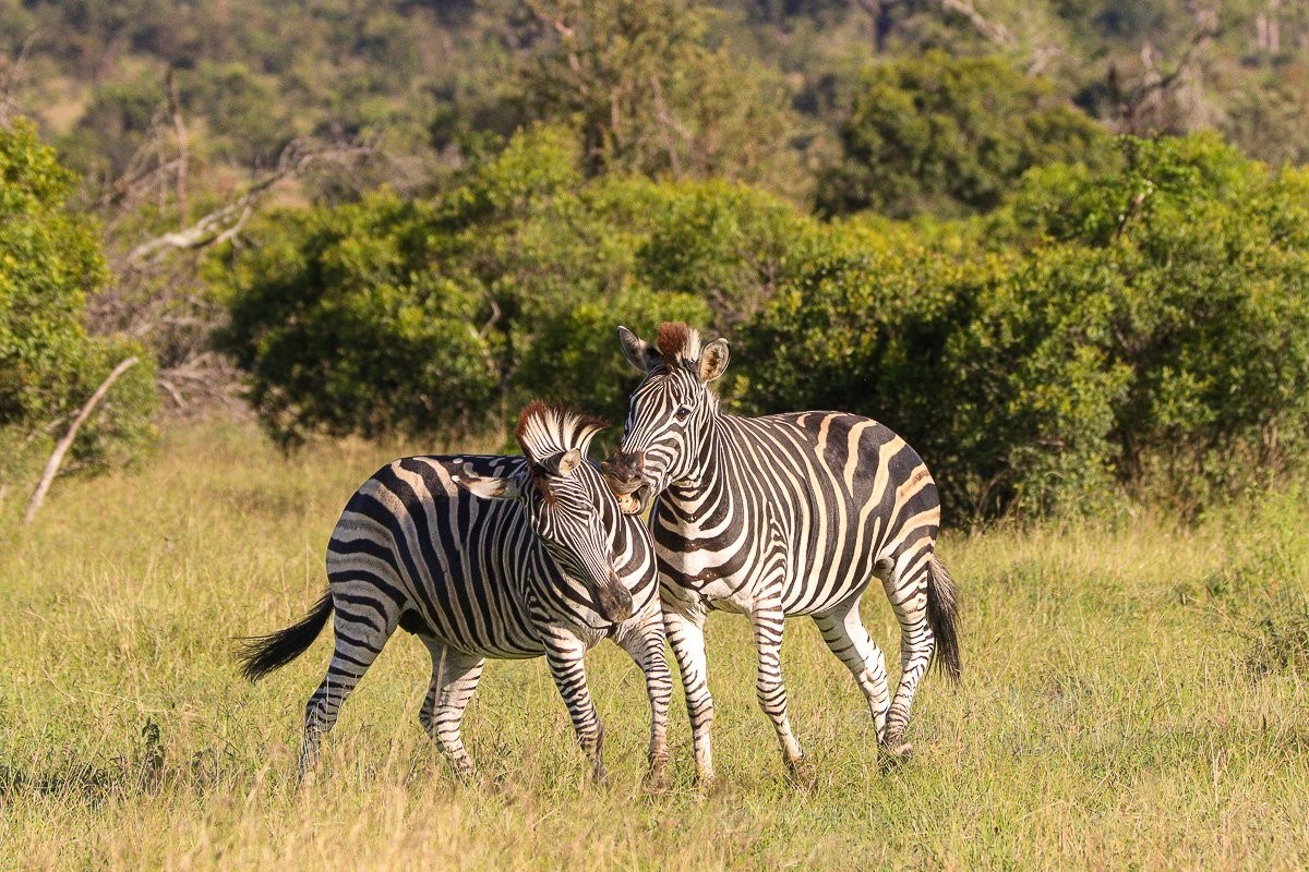 Zebra stallions confronting one another during a fight to establish dominance.
