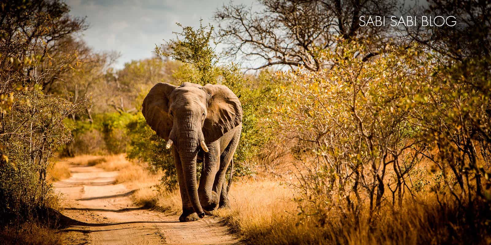 Elephantblogopt Elephantblogopt