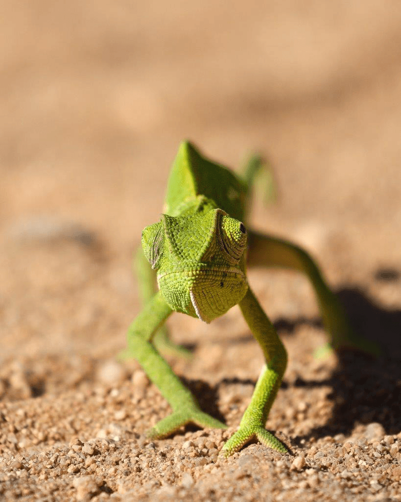 B02Coenraad Stapelberg Chameleon 140423 2 B02Coenraad Stapelberg Chameleon 140423 2