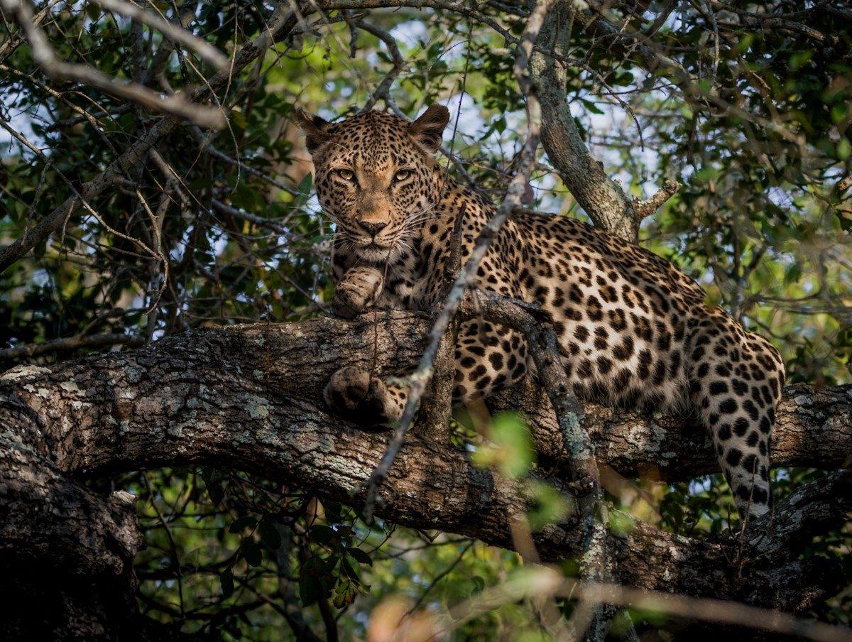 Ntsumi In Tree Devon Jansen Ntsumi In Tree Devon Jansen