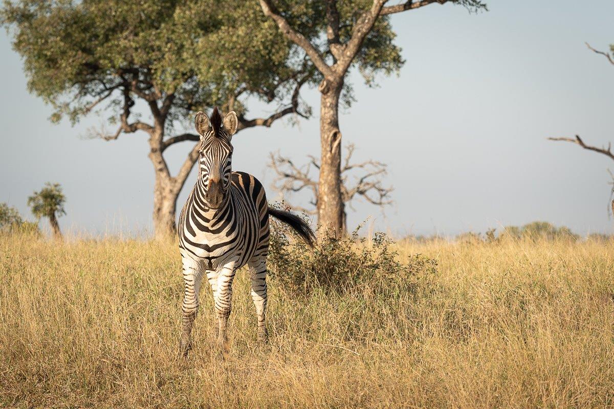 Each zebra will have a different pattern of stripes, making each one incredibly unique. Each zebra will have a different pattern of stripes, making each one incredibly unique.