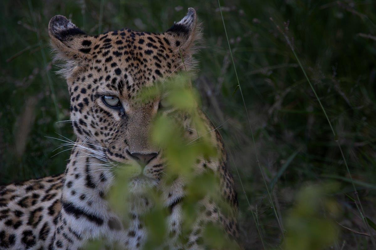 Golonyi stares through the veld. Golonyi stares through the veld.