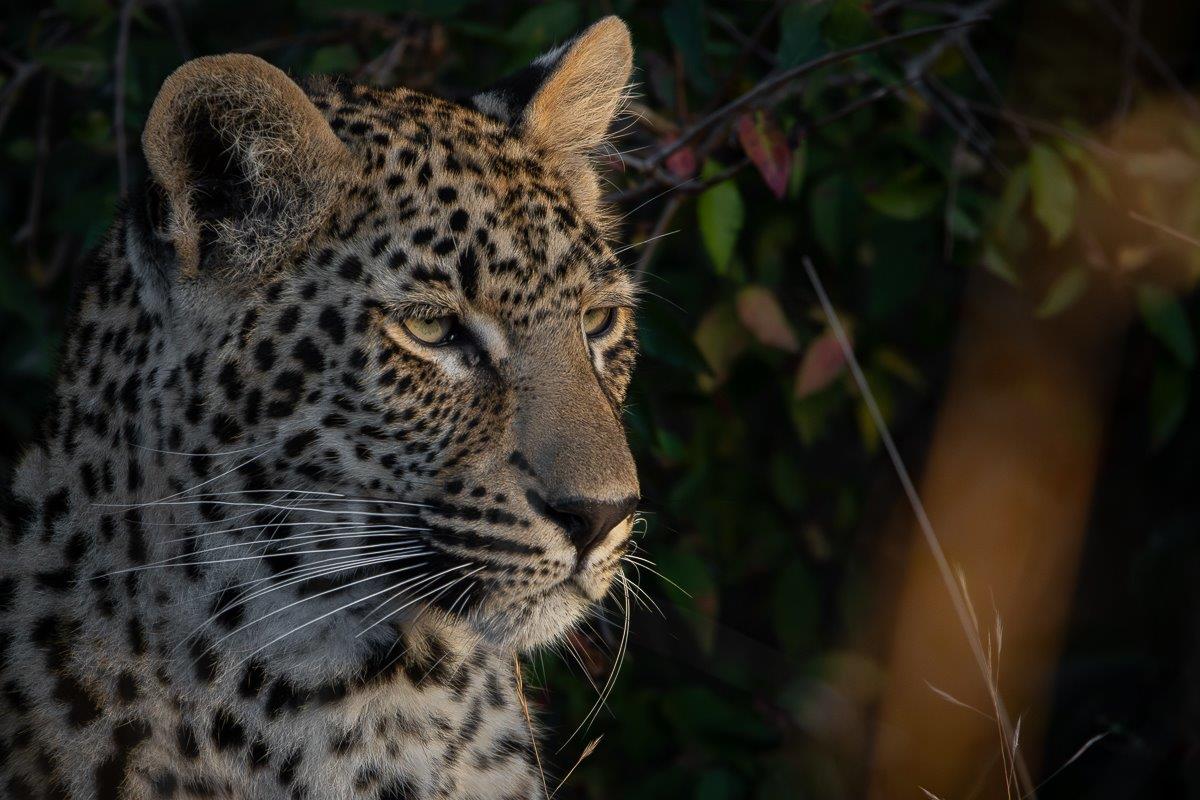Ntsumi cub in early morning Ntsumi cub in early morning