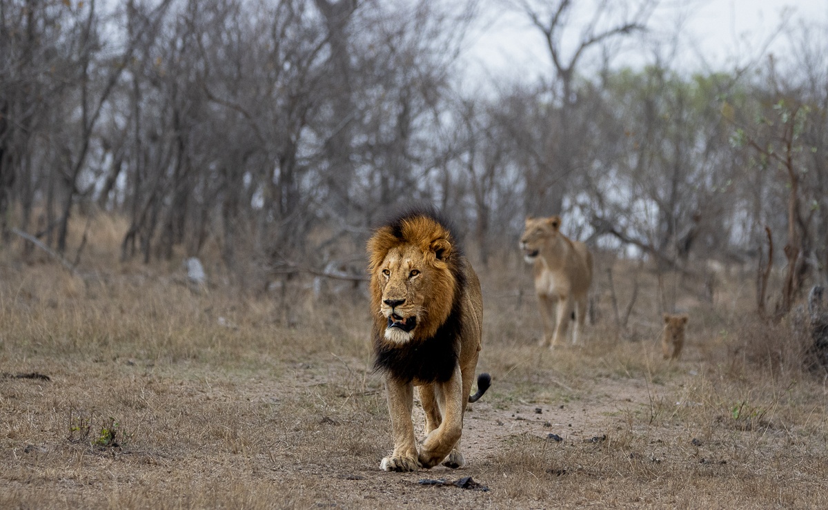 The dominant male lion of the Msuthlu Pride standing majestically, his mane illuminated by the evening light as he guards the pride.