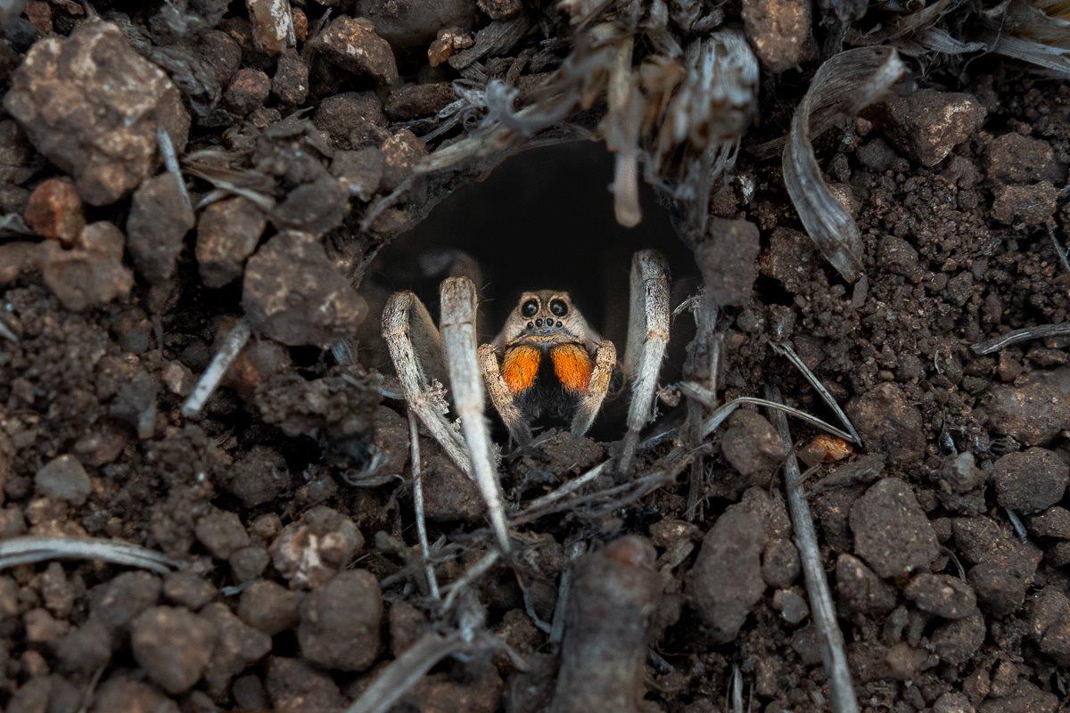 Ground Burrowing Wolf Spider with bright orange pedipalps peeking from burrow.