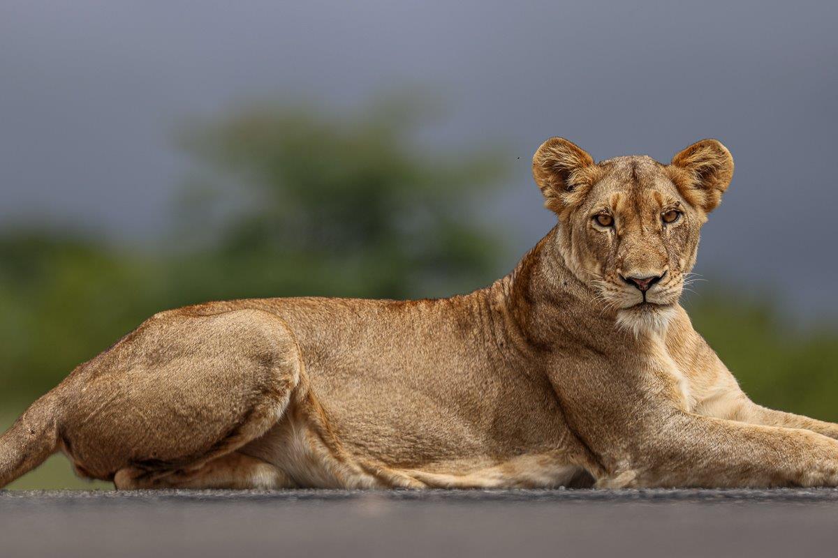 Sabi Sabi Ruan Mey Southern Pride Female Sabi Sabi Ruan Mey Southern Pride Female