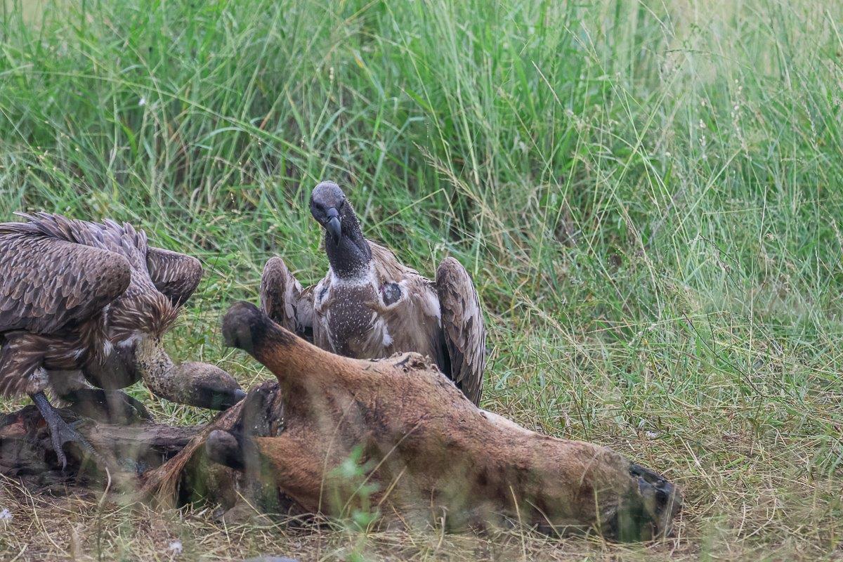 Sabi Sabi Ruan Mey Vulture Sabi Sabi Ruan Mey Vulture