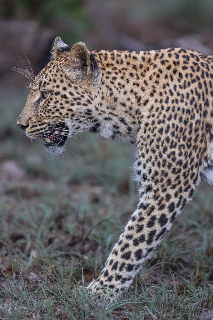 Golonyi, the female leopard, stalks in the wild. Golonyi, the female leopard, stalks in the wild.