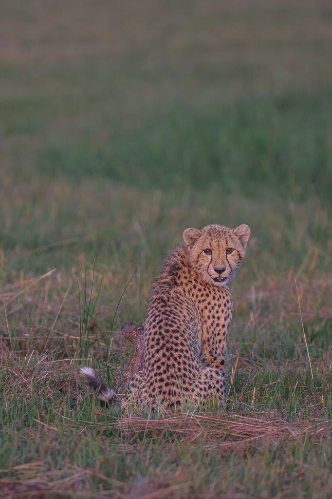 Sabi Sabi Ruan Mey Cheetah Looks Back Sabi Sabi Ruan Mey Cheetah Looks Back