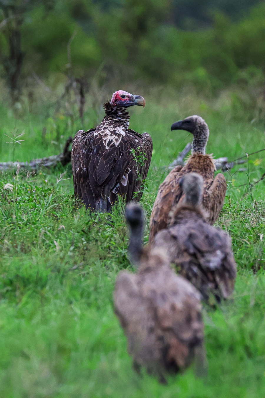 A vulture line-up. A vulture line-up.