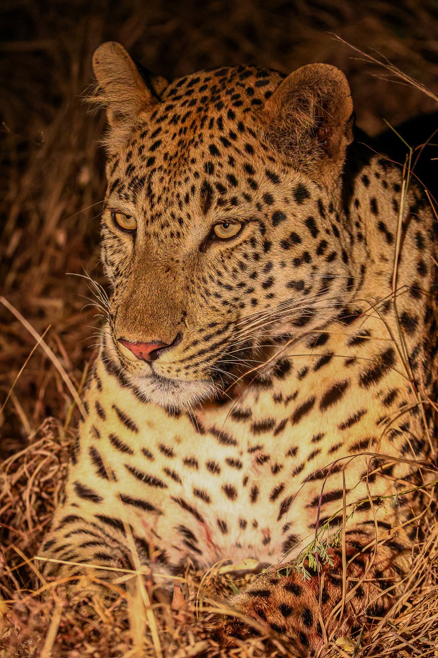 Sabi Sabi Ruan Mey Leoaprd Rests Sabi Sabi Ruan Mey Leoaprd Rests